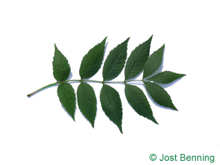 The сложный leaf of Ясень обыкновенный