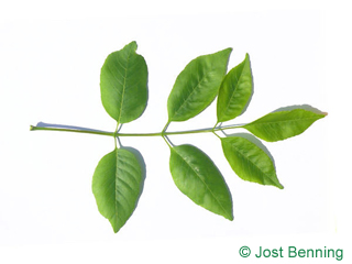 The сложный leaf of Ясень техасский