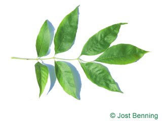 The сложный leaf of Ясень бархатный