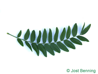 The сложный leaf of Гледичия трехколючковая
