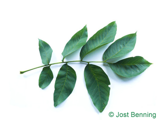 The сложный leaf of Орех грецкий