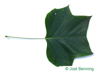 The дольчатый leaf of Лириодендрон тюльпановый
