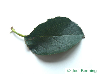 The овальный leaf of Ольха сердцевидная