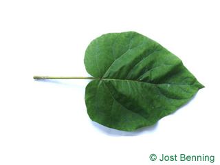List ve tvaru srdce Paulownia pubescent
