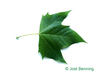 The дольчатый leaf of Платан кленолистный