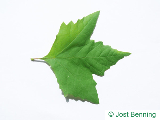 The дольчатый leaf of Платан восточный