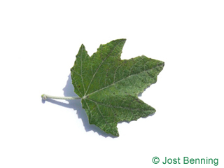The выгнутый leaf of Тополь серебристый