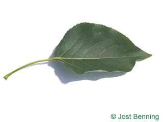 The овальный leaf of Тополь бальзамический