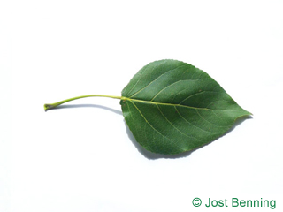 The треугольный leaf of Тополь канадский
