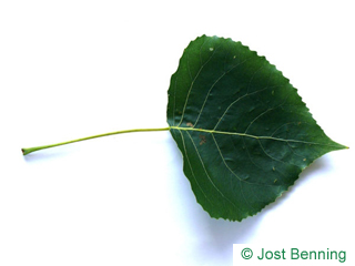 The треугольный leaf of Тополь черный