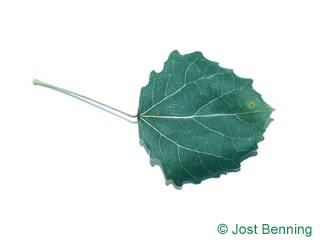 The кругловатый leaf of Тополь дрожащий