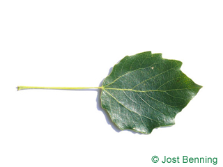 The овальный leaf of Тополь серебристый