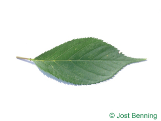 The овальный leaf of Черешня
