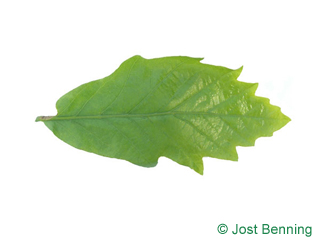 The выгнутый leaf of Дуб двухцветный