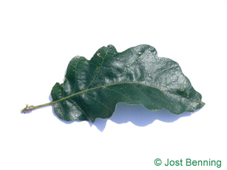 The выгнутый leaf of Дуб австрийский