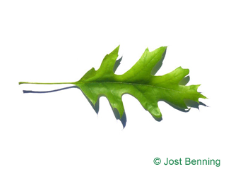 The выгнутый leaf of Дуб американский шарлаховый