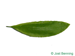 The ланцетный leaf of Дуб черепитчатый