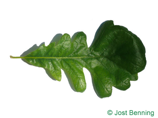 The выгнутый leaf of Дуб крупноплодный