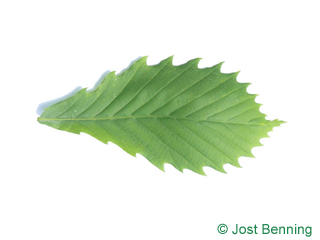 The овальный leaf of Дуб монгольский