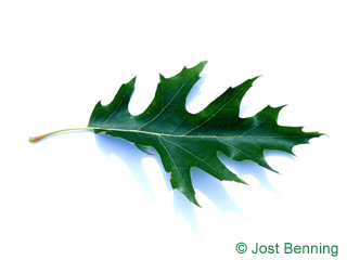 The выгнутый leaf of Дуб болотный