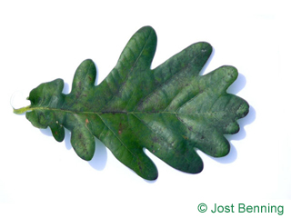 The выгнутый leaf of Дуб черешчатый