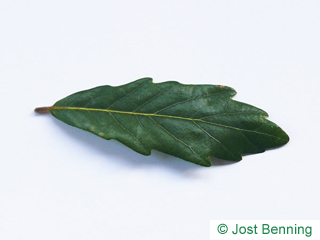 The выгнутый leaf of Дуб вечнозеленый