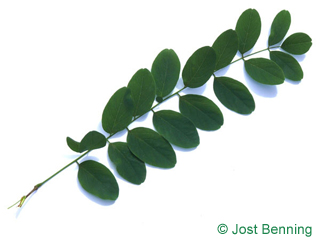 The сложный leaf of Робиния ложноакациевая