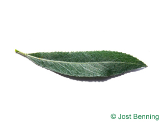 The ланцетный leaf of Ива белая