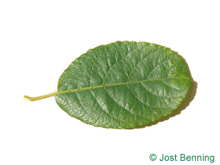 The овальный leaf of Ива козья
