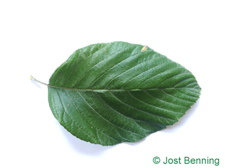 The овальный leaf of Рябина круглолистная