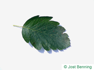 The овальный leaf of Рябина шведская