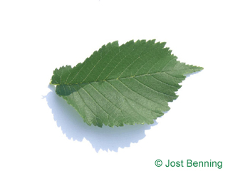The овальный leaf of Вяз шершавый